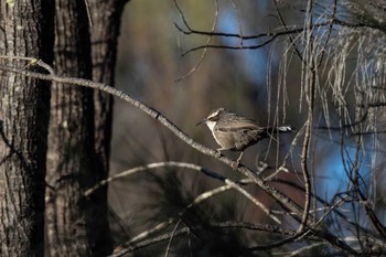 White-browed Babbler