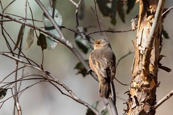 Rufous Treecreeper Lions Dryandra Woodland Village Tue, 4/30/2019