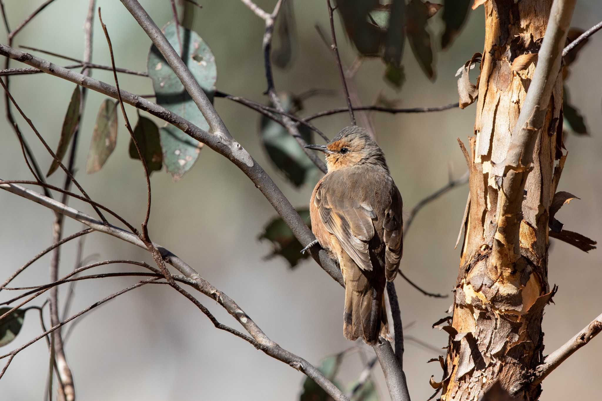 Photo of Rufous Treecreeper at Lions Dryandra Woodland Village by Trio