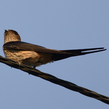 Red-rumped Swallow 汐入川河口 Tue, 5/14/2019