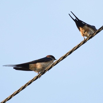 Red-rumped Swallow 汐入川河口 Tue, 5/14/2019