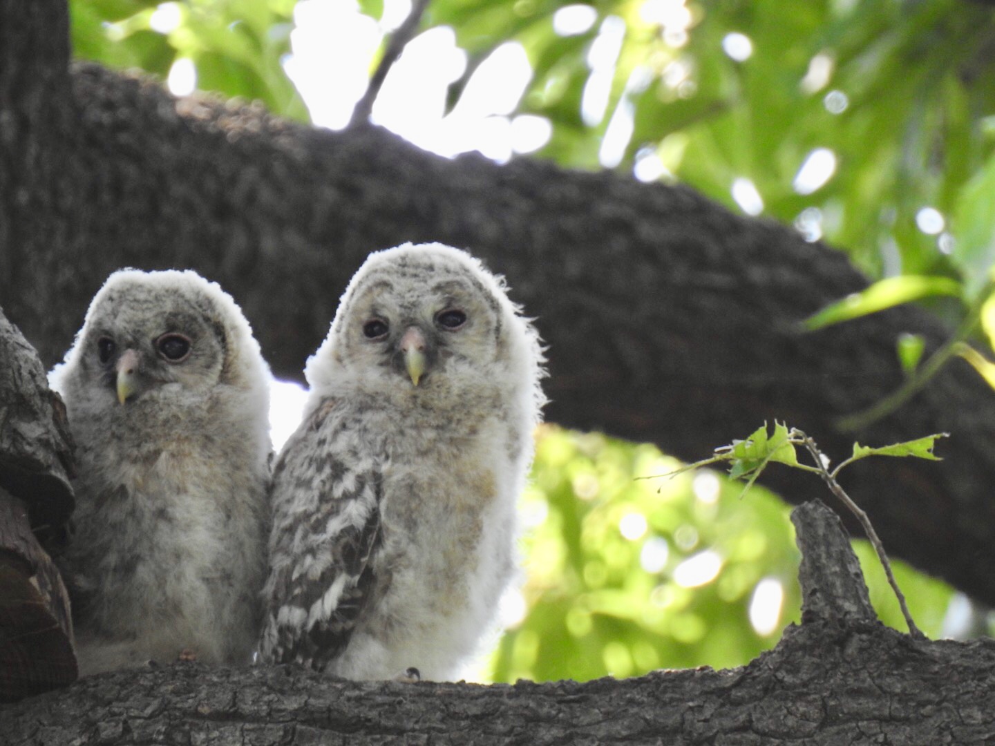  フクロウの写真 by なおんなおん