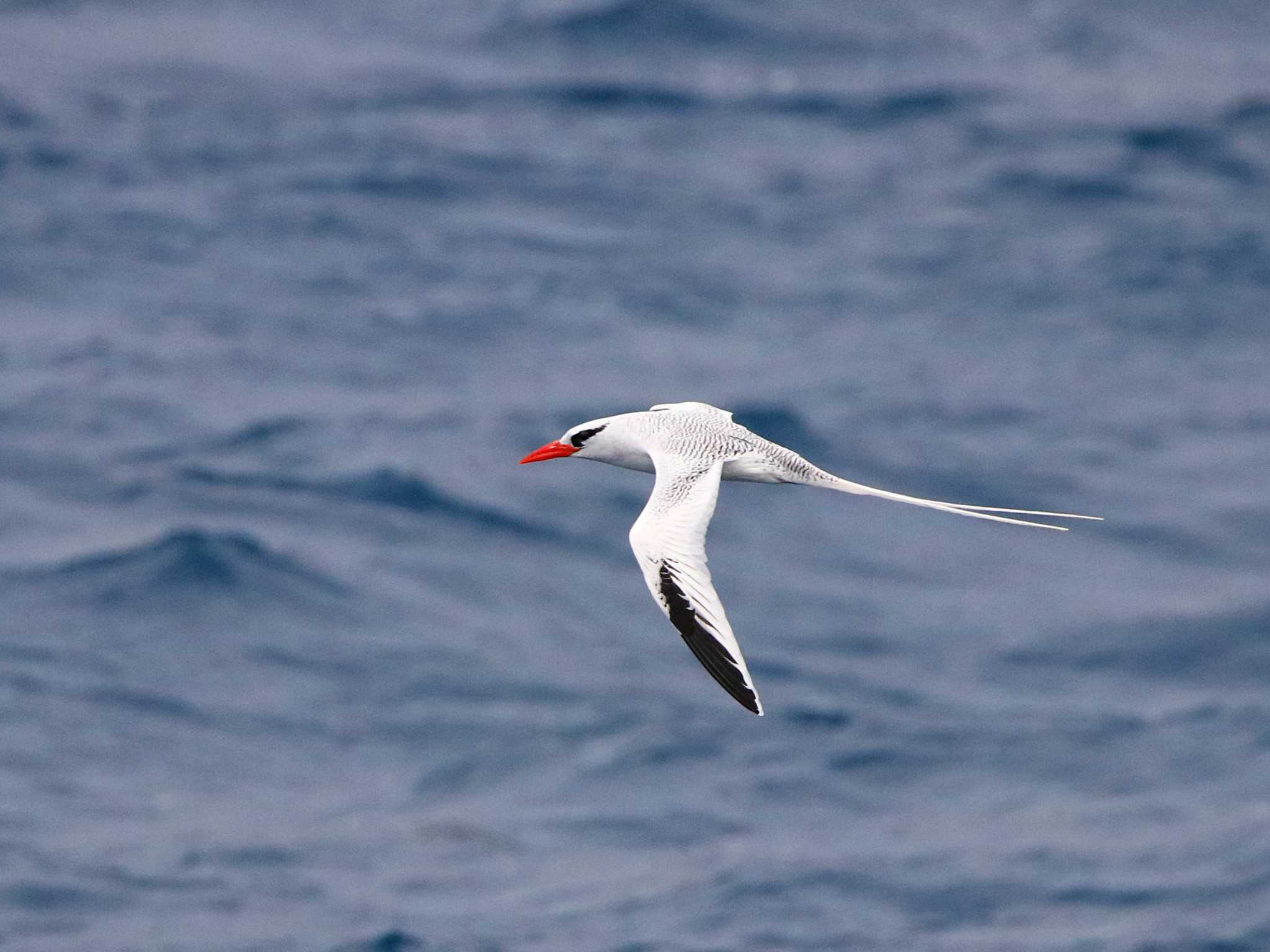 Islas Revillagigedo (Mexico) アカハシネッタイチョウの写真 by とみやん