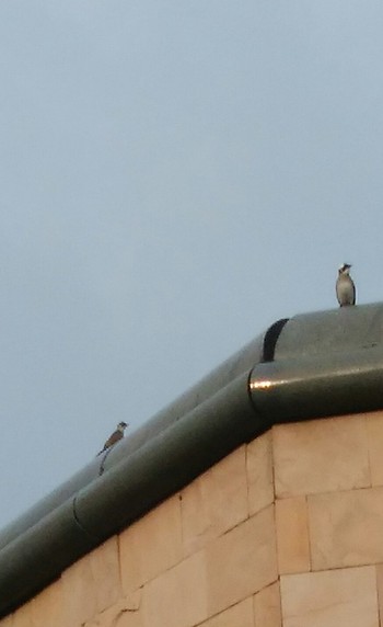 Light-vented Bulbul 台湾 Thu, 5/16/2019