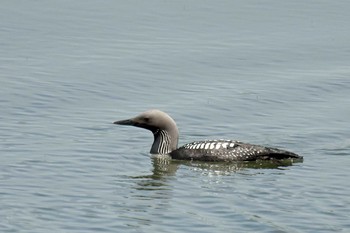 Pacific Loon