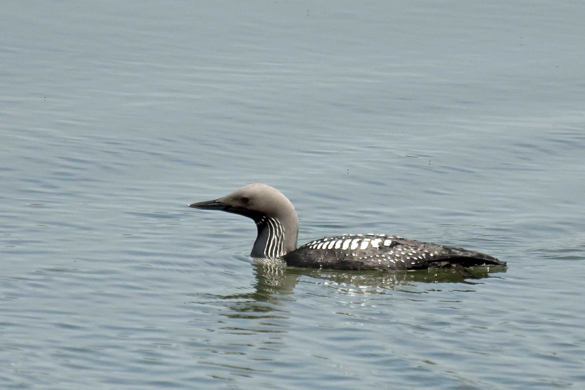 Photo of Pacific Loon at  by Tanago Gaia (ichimonji)