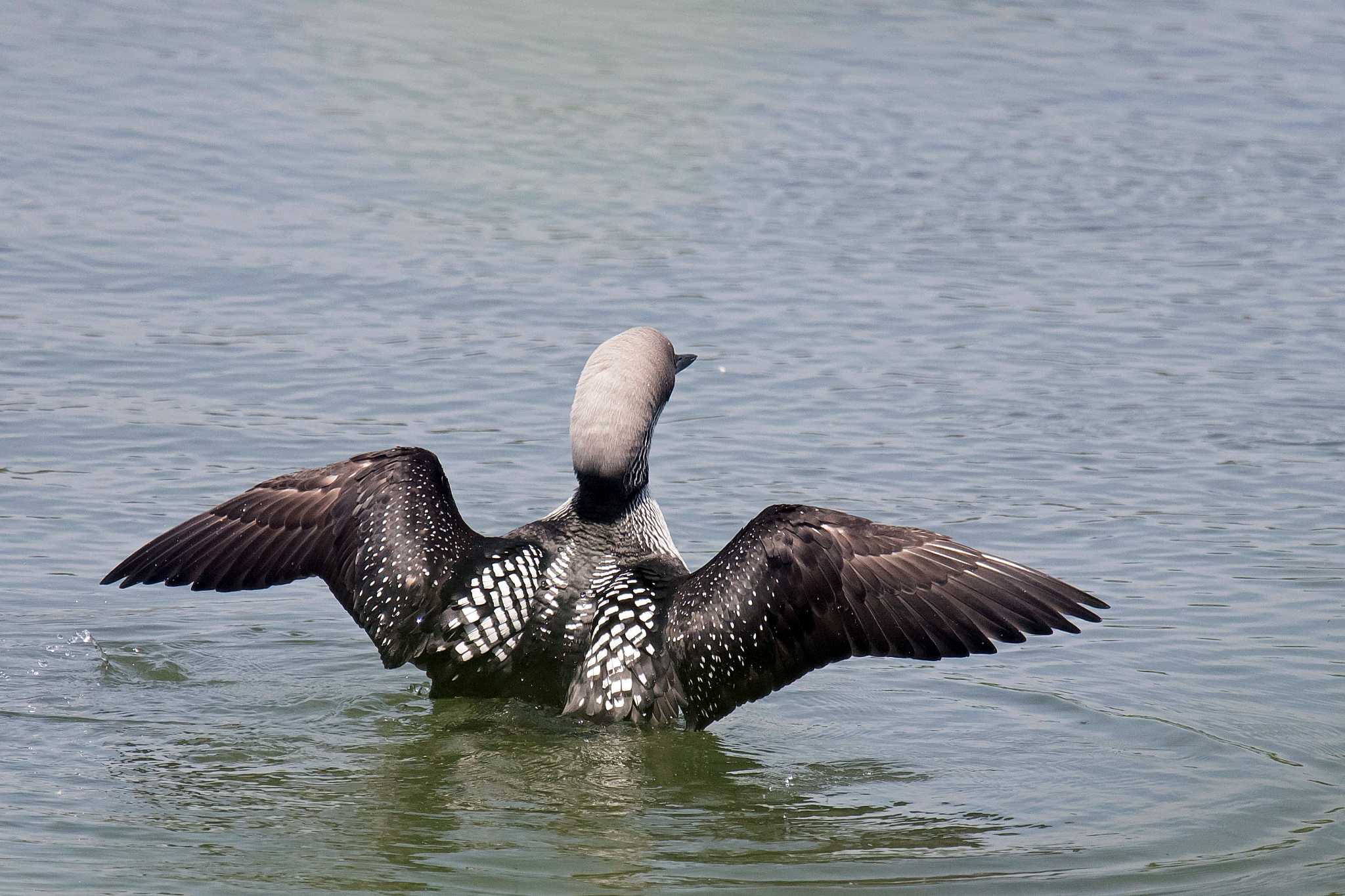 Photo of Pacific Loon at  by Tanago Gaia (ichimonji)