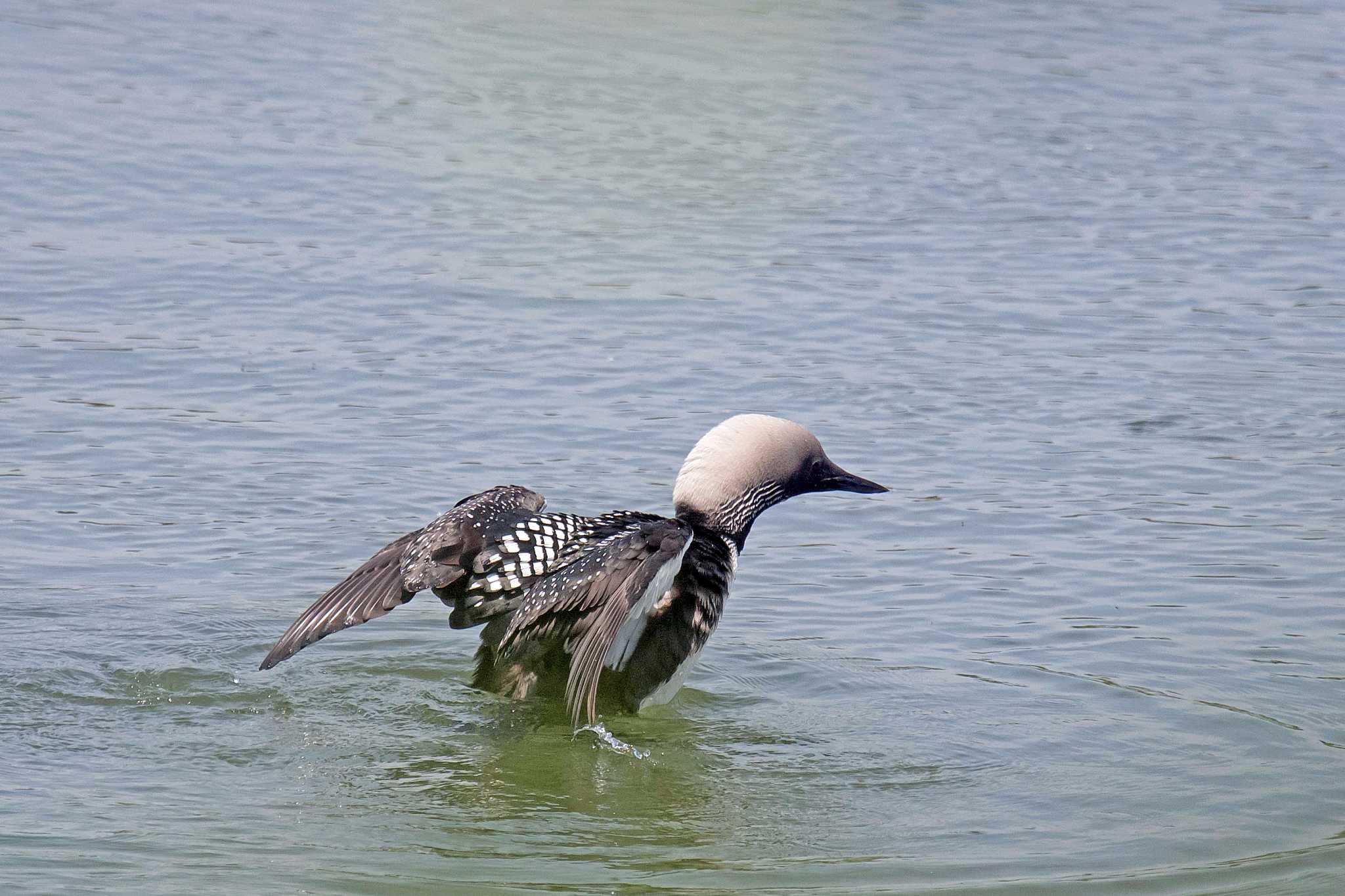 Photo of Pacific Loon at  by Tanago Gaia (ichimonji)