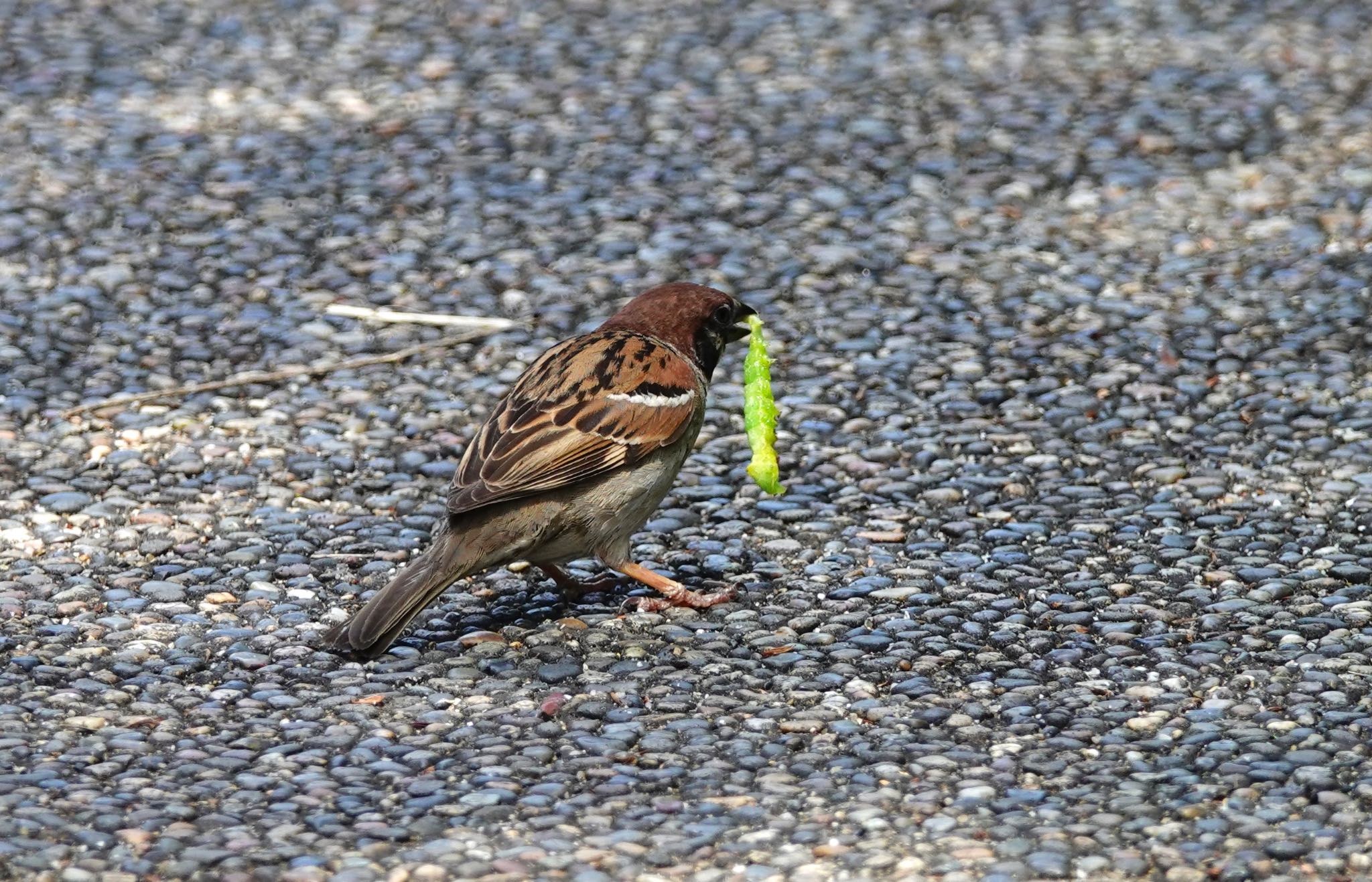 Eurasian Tree Sparrow