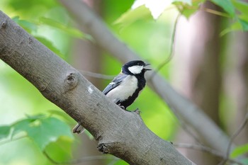 2019年5月13日(月) 水元公園の野鳥観察記録