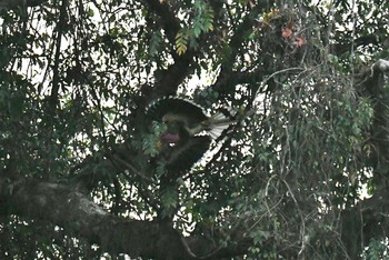 2019年3月1日(金) タイの野鳥観察記録