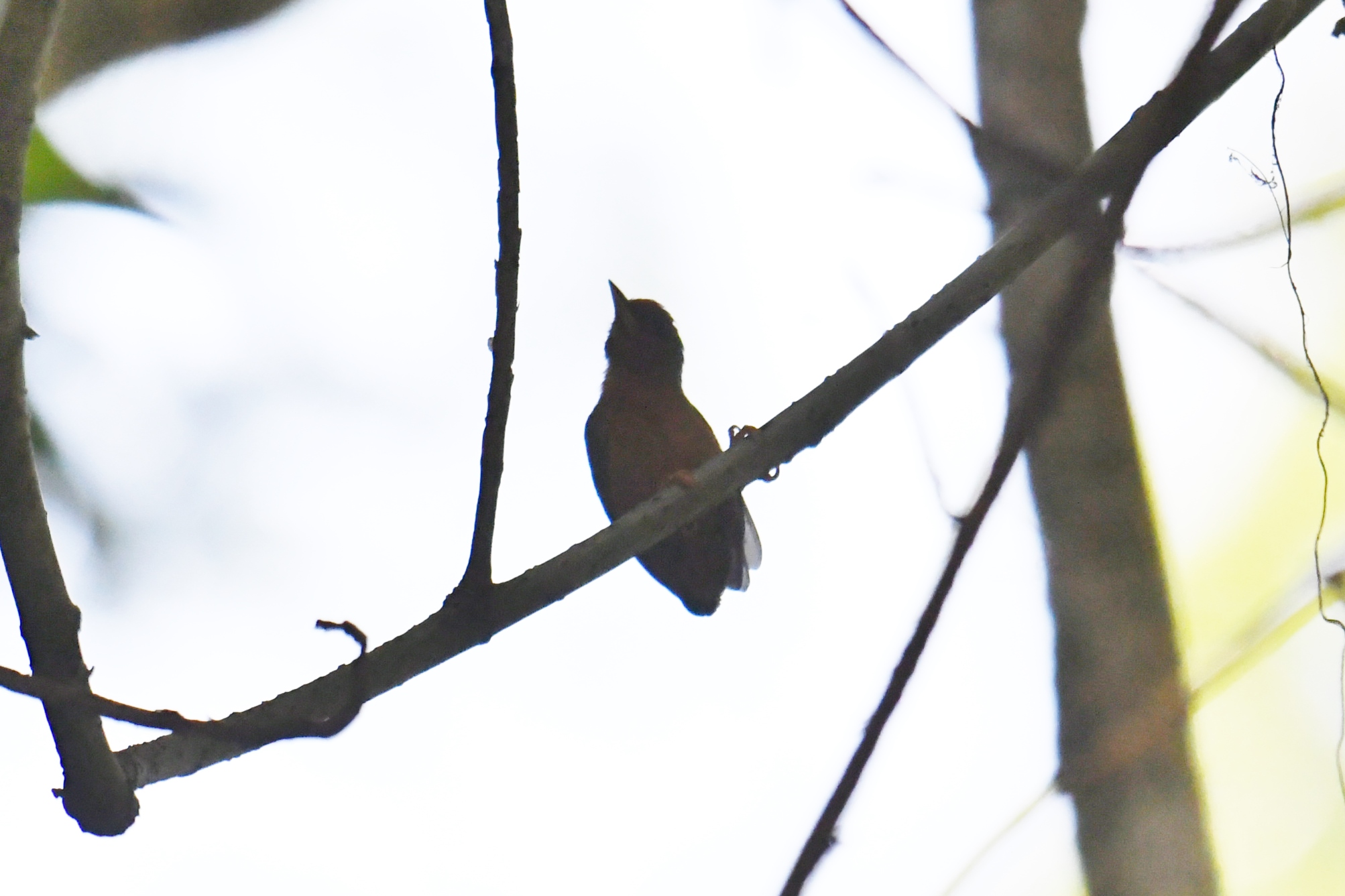 Rufous Piculet