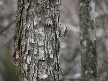 Eurasian Treecreeper Hinohara Tomin no mori Wed, 4/24/2019