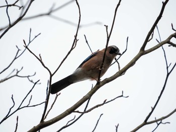 2019年4月24日(水) 檜原都民の森の野鳥観察記録