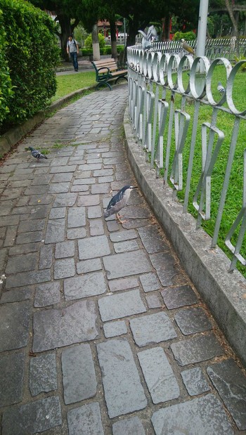 Black-crowned Night Heron 台湾 Thu, 5/16/2019