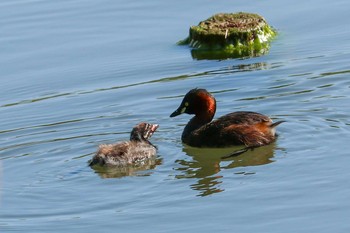 2019年5月16日(木) 三ツ池公園(横浜市鶴見区)の野鳥観察記録