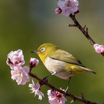 Warbling White-eye 札幌 Mon, 5/13/2019