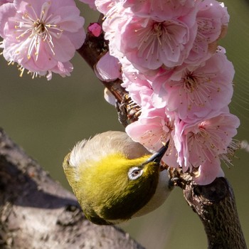 Warbling White-eye 札幌 Mon, 5/13/2019