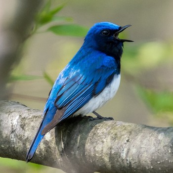 Blue-and-white Flycatcher 札幌 Thu, 5/9/2019