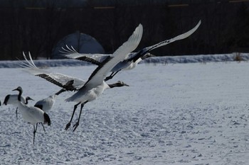 Red-crowned Crane 鶴居村サンクチュアリ Sun, 2/10/2019