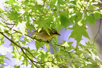 2019年5月15日(水) 三河湖園地の野鳥観察記録