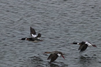 Red-breasted Merganser Kushiro Port Sun, 3/24/2019