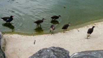 Common Moorhen 台湾 Thu, 5/16/2019