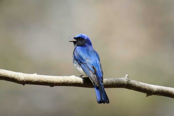 Blue-and-white Flycatcher Unknown Spots Sat, 5/4/2019