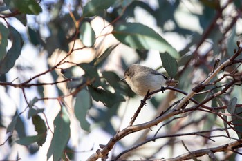 ニシトゲハシムシクイ Lions Dryandra Woodland Village 2019年5月1日(水)