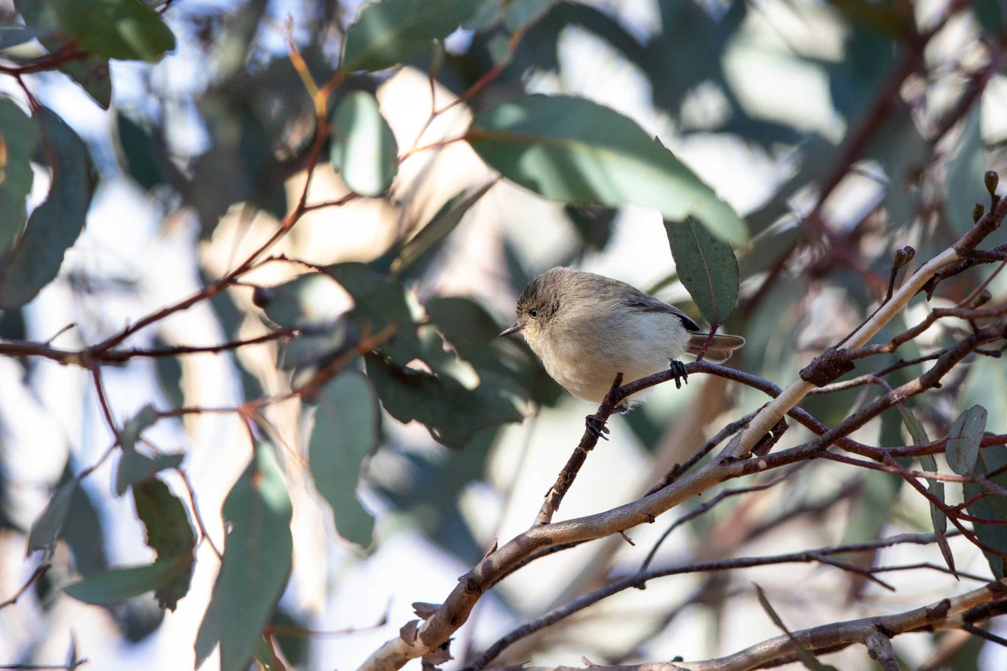 Western Thornbill