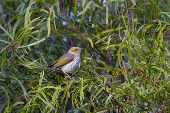 Yellow-plumed Honeyeater Lions Dryandra Woodland Village Wed, 5/1/2019