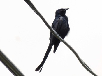 Black Drongo Yoron Island Fri, 5/17/2019