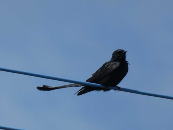 Black Drongo Yoron Island Fri, 5/17/2019