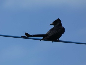 Black Drongo Yoron Island Fri, 5/17/2019