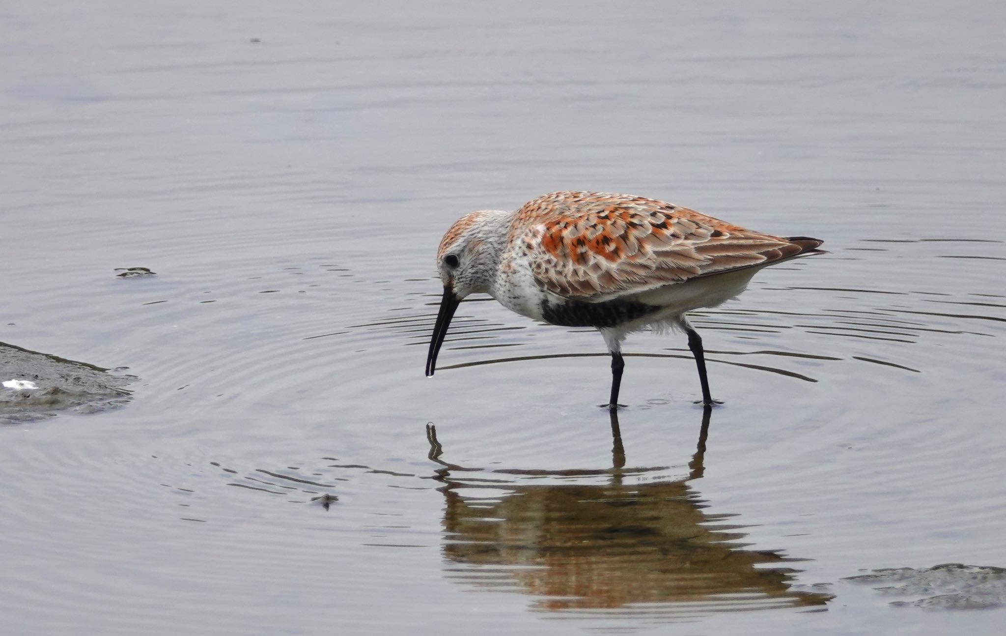 Photo of Dunlin at Kasai Rinkai Park by のどか