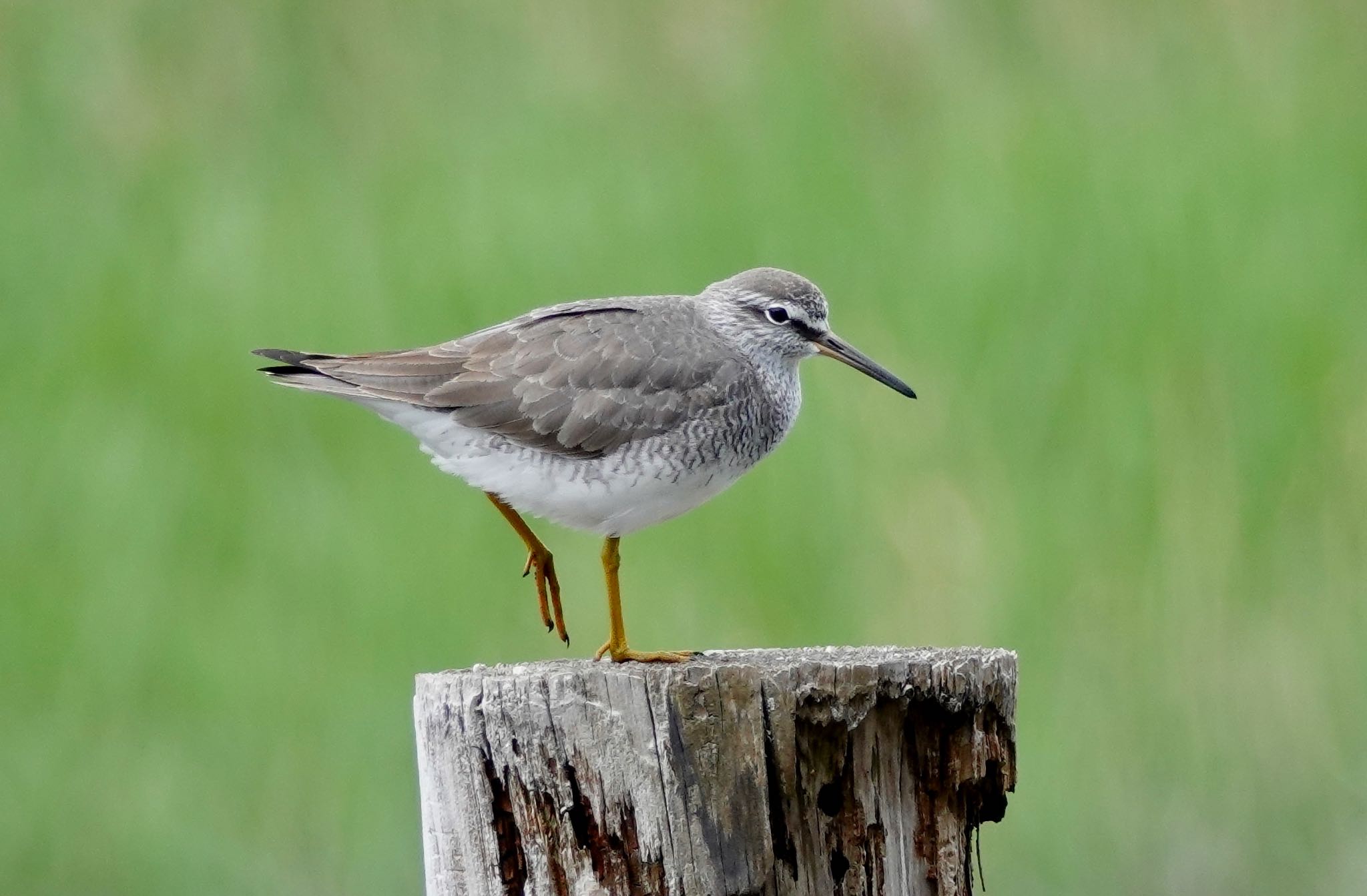 Grey-tailed Tattler