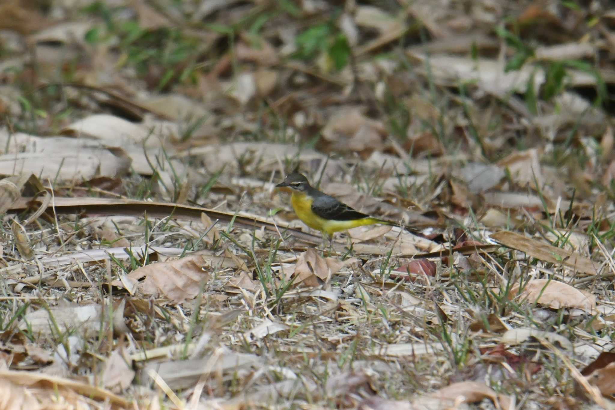 Photo of Grey Wagtail at Sri Phang-nga NP by あひる