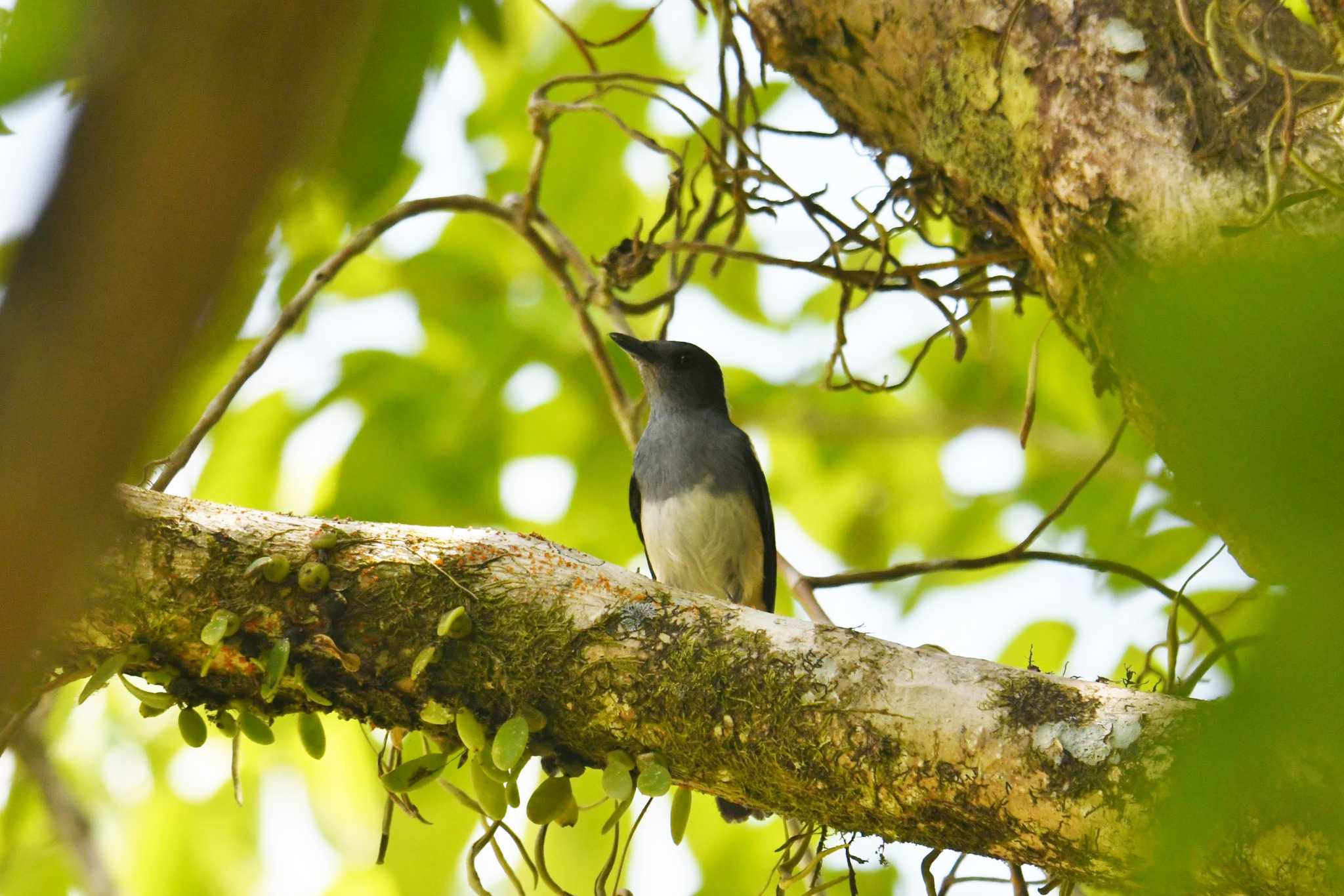 Photo of Oriental Magpie-Robin at Sri Phang-nga NP by あひる