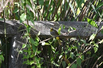 Stripe-throated Bulbul Sri Phang-nga NP Sun, 2/24/2019