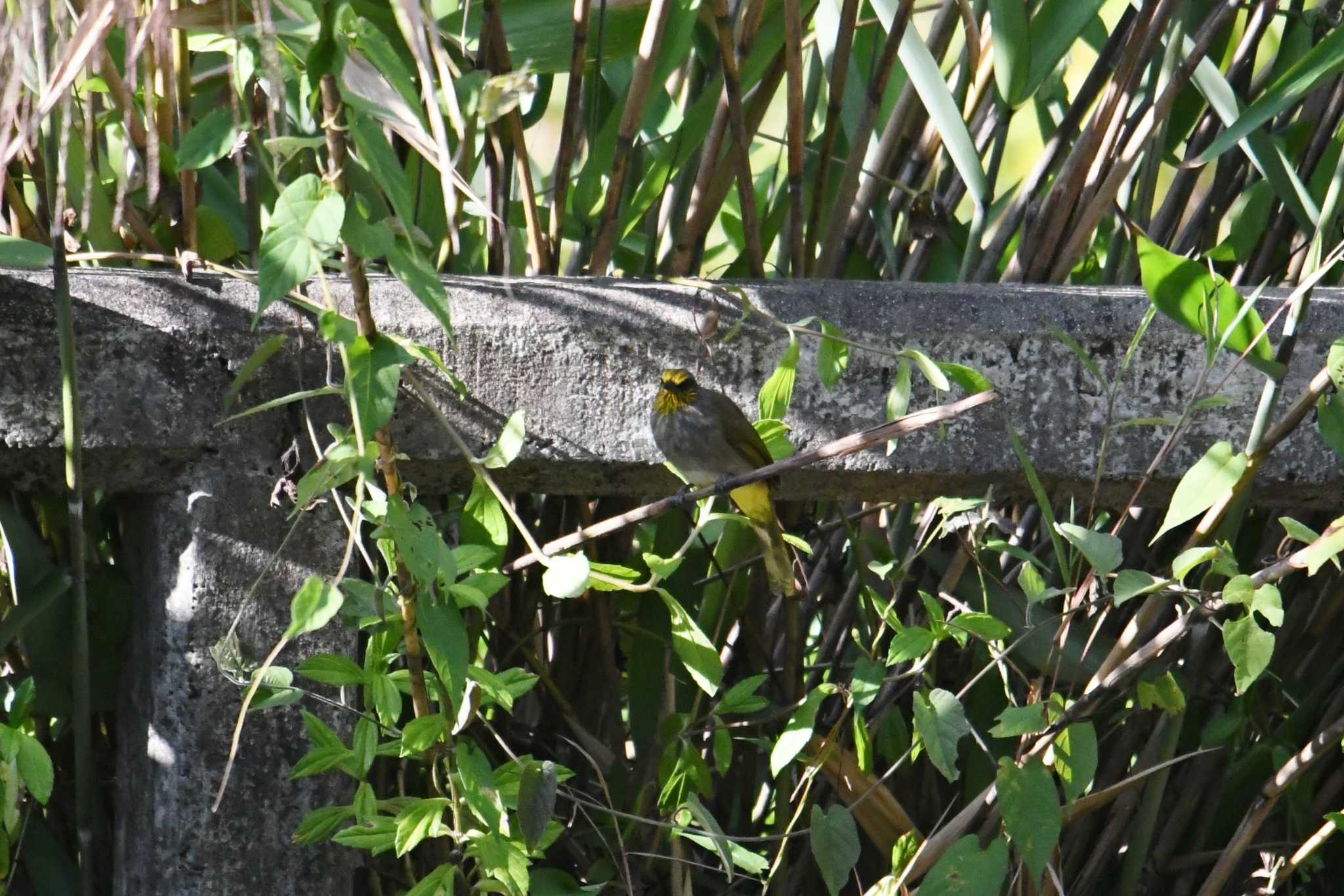 Stripe-throated Bulbul