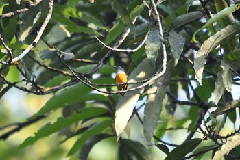 Orange-bellied Flowerpecker Sri Phang-nga NP Sun, 2/24/2019