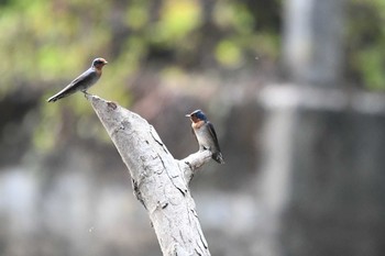 リュウキュウツバメ シーパンガー国立公園 2019年2月24日(日)