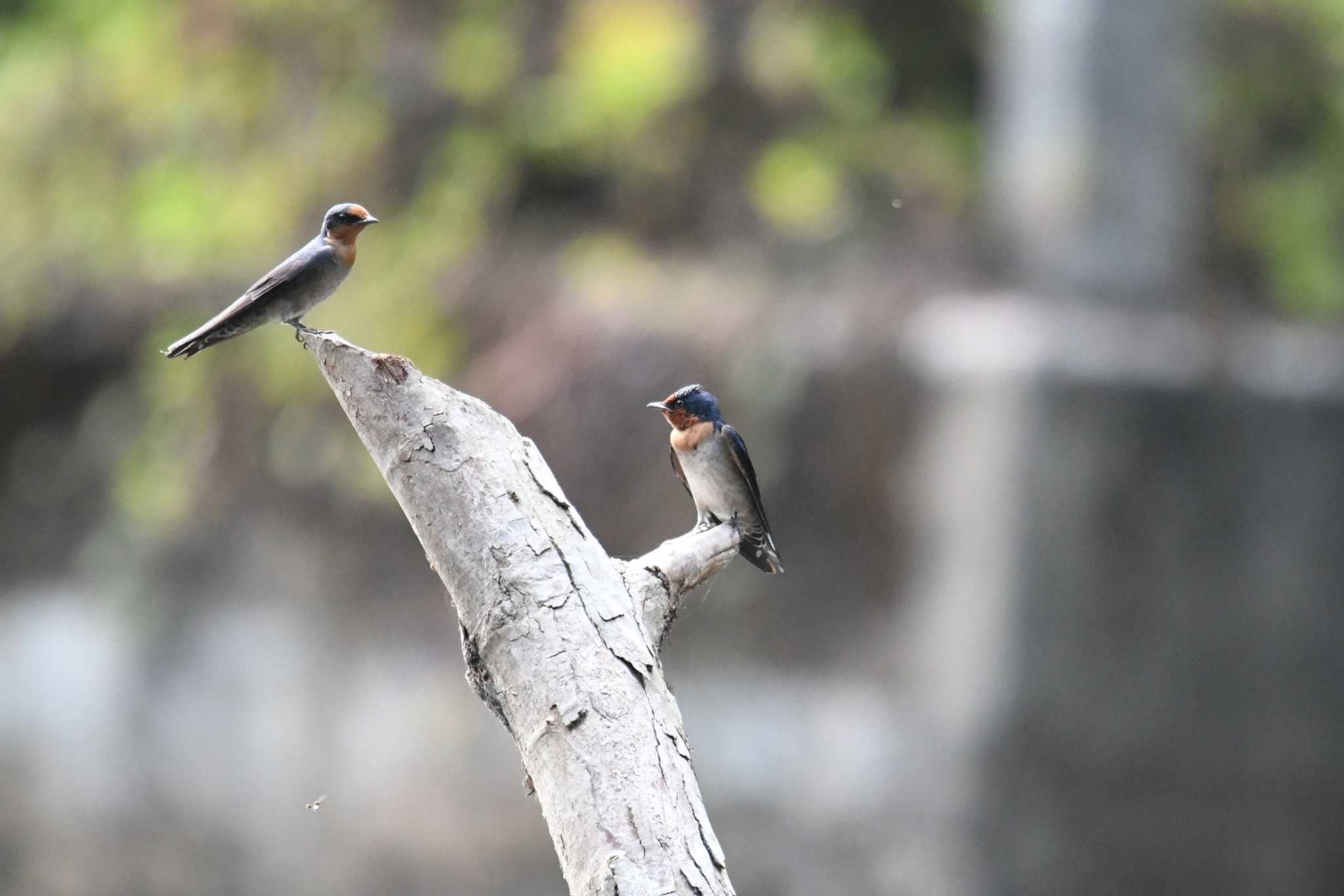 Pacific Swallow