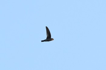 Germain's Swiftlet Krua Rommai Sun, 2/24/2019