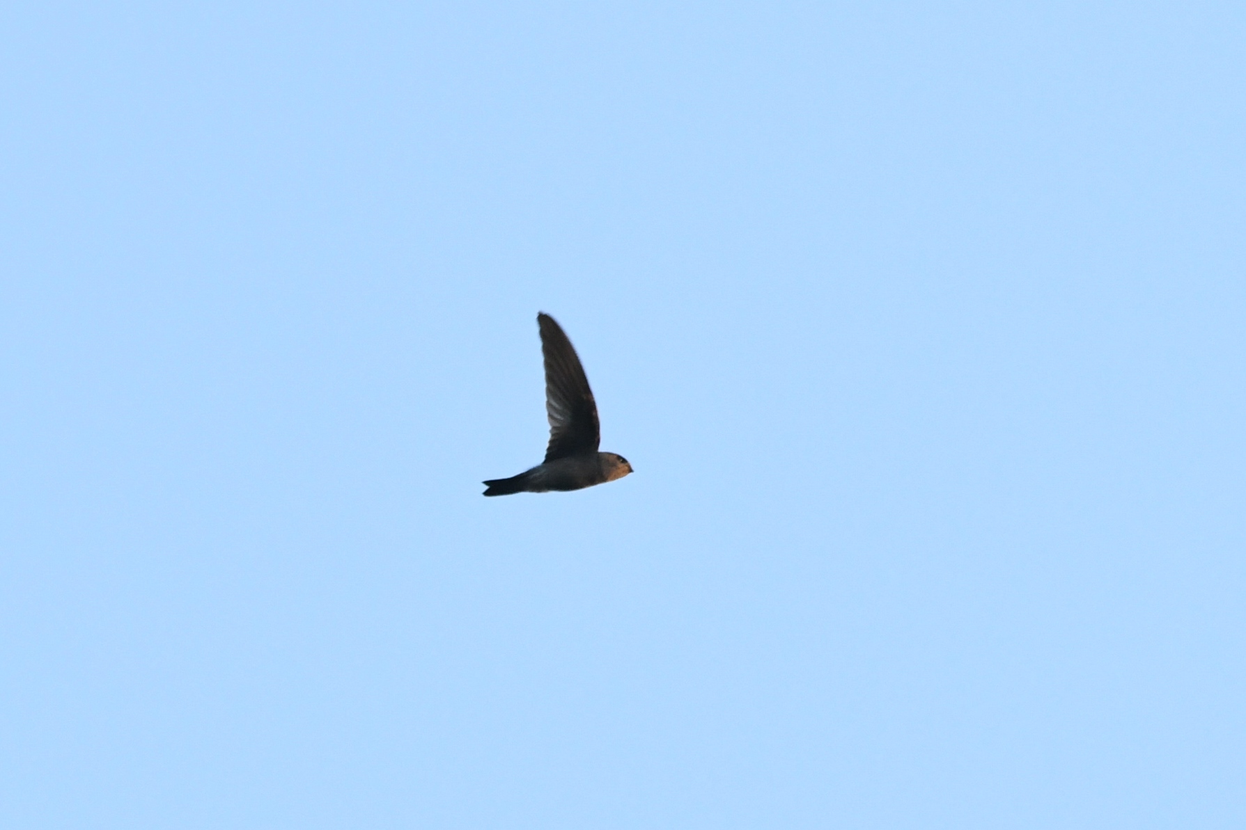 Photo of Germain's Swiftlet at Krua Rommai by あひる