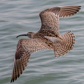 Eurasian Whimbrel 加古川河口 Mon, 5/6/2019