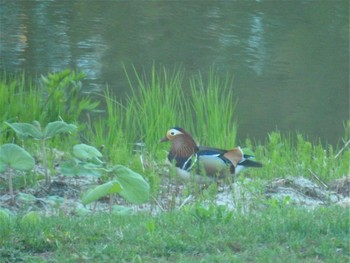 2019年5月10日(金) 北海道　大沼の野鳥観察記録