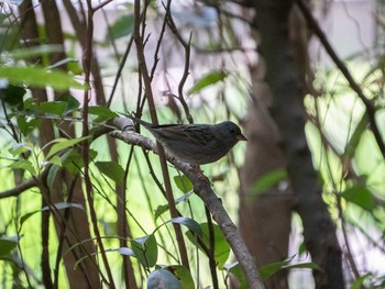 クロジ 葛西臨海公園 2019年4月21日(日)