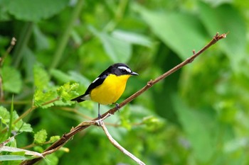 Yellow-rumped Flycatcher Unknown Spots Sat, 5/12/2018