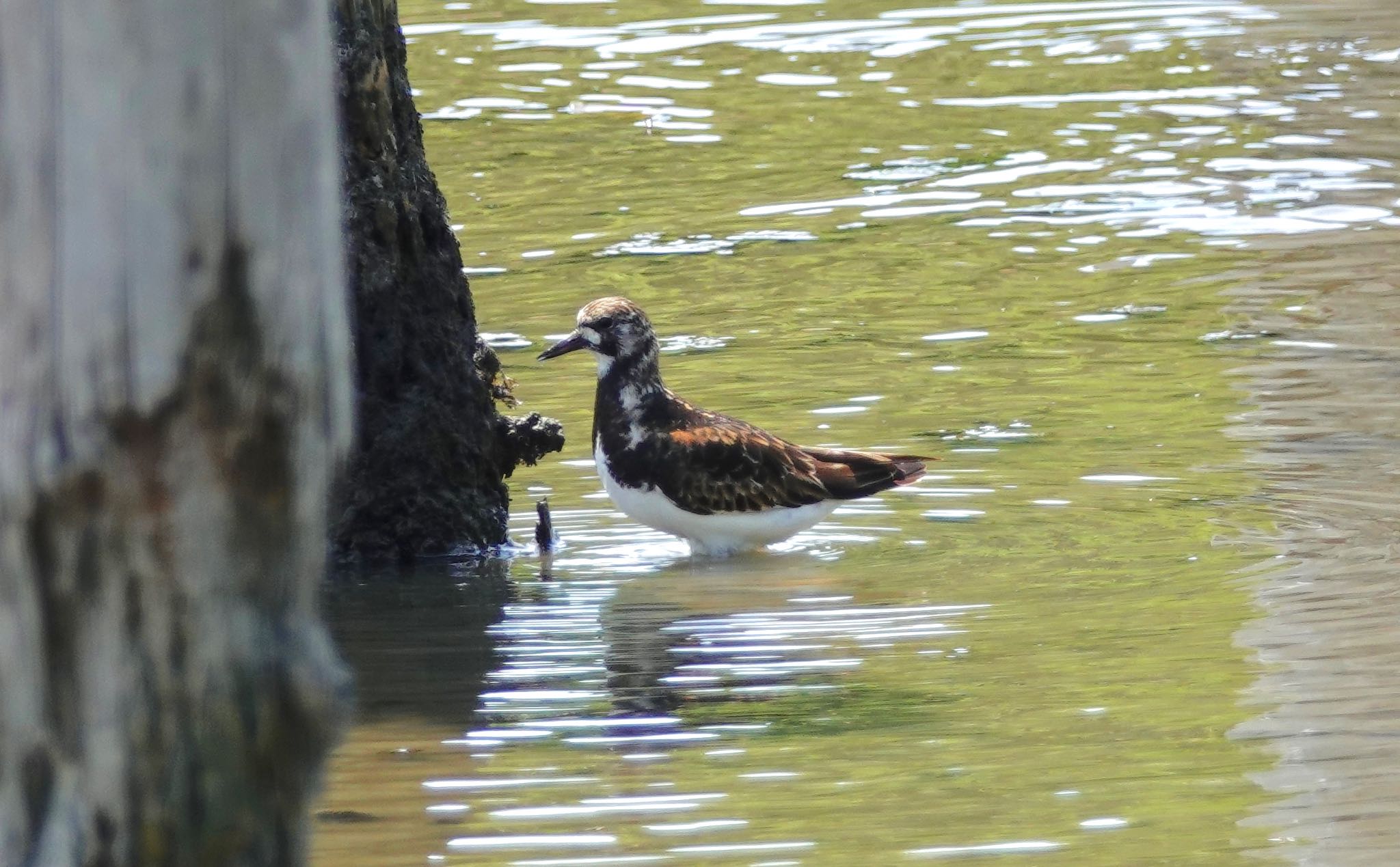 Ruddy Turnstone